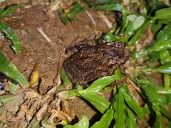 Ingerophrynus biporcatus