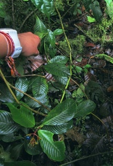 Palicourea anderssoniana