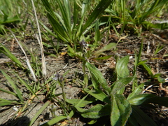 Myosotis discolor