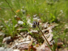 Myosotis discolor