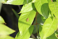 Parhelophilus