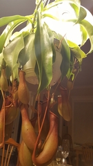 Nepenthes alata × ventricosa