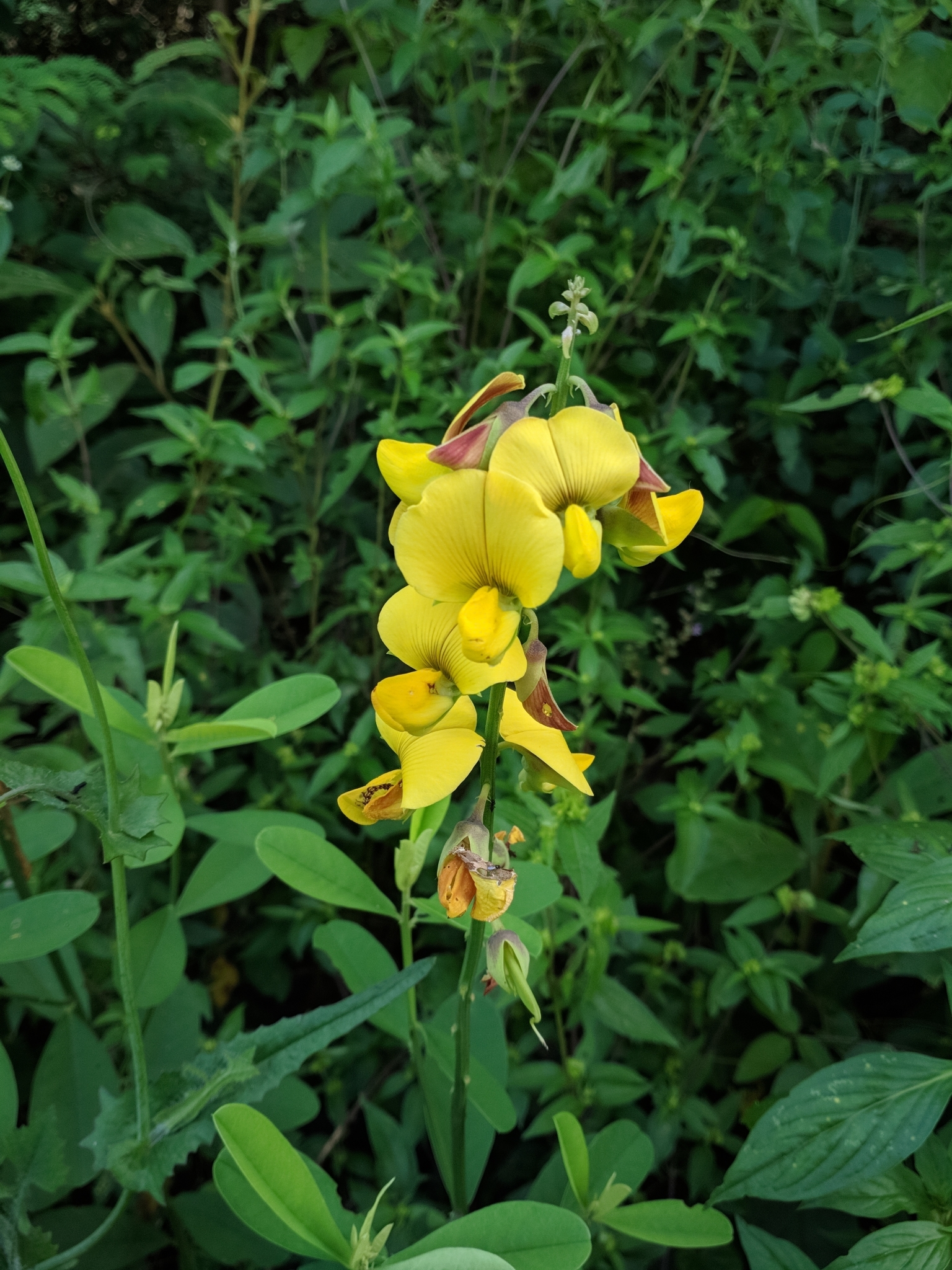 Crotalaria retusa