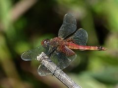 Erythrodiplax corallina