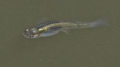 Cnesterodon decemmaculatus