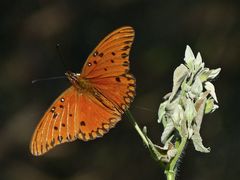 Dione vanillae maculosa