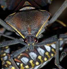 Pachylis argentinus
