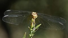 Erythrodiplax melanorubra