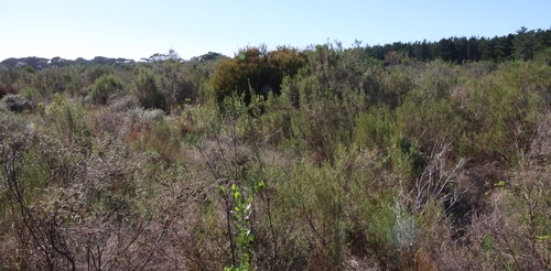 Image of Leucadendron levisanus by (c) Tony Rebelo, some rights reserved (CC BY-SA)