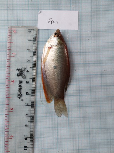 Trichopodus trichopterus