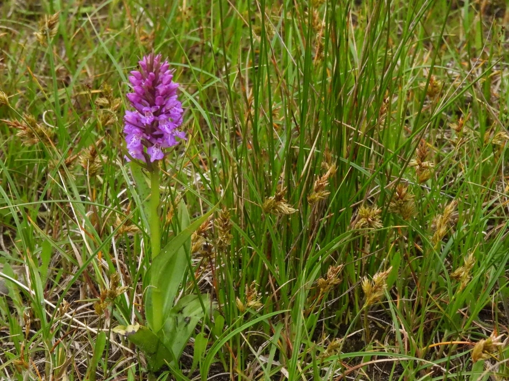 Southern Marsh-orchid from East Head SSSI, West Wittering, West Sussex ...