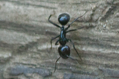 Camponotus laevissimus