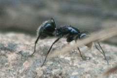 Camponotus laevissimus