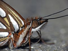 Dione vanillae maculosa