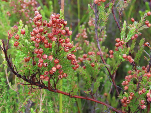Image of Erica multumbellifera by (c) Adele SL, some rights reserved (CC BY)