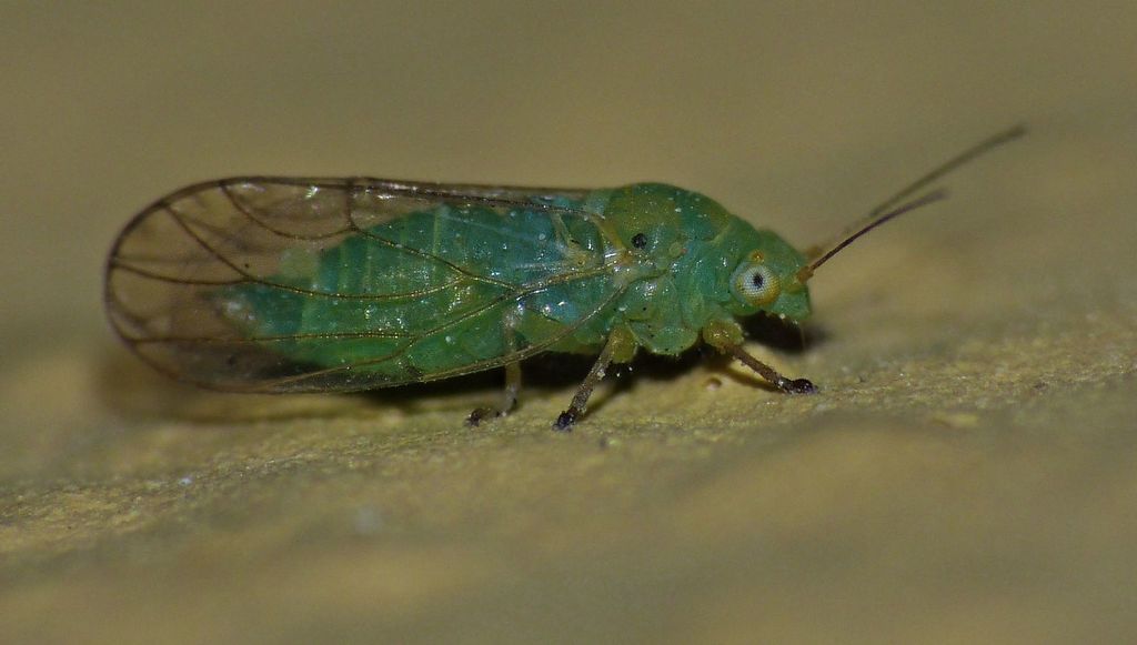 Heteropsylla brevigenis