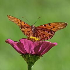 Dione vanillae maculosa