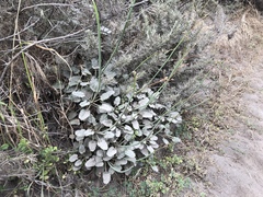 Eriogonum grande