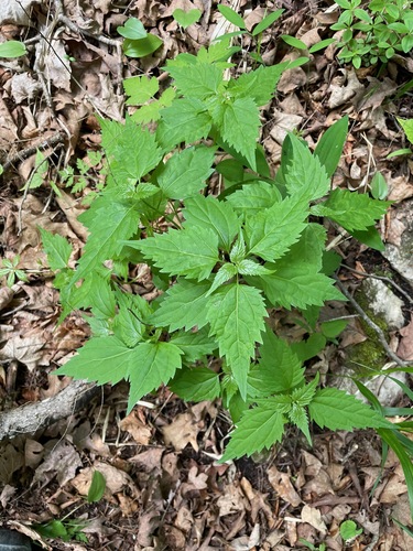 Ageratina altissima