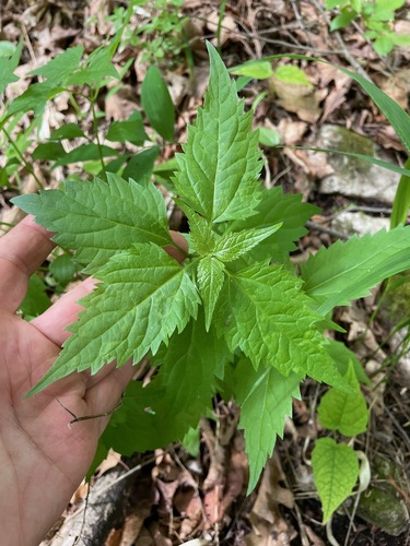 Ageratina altissima
