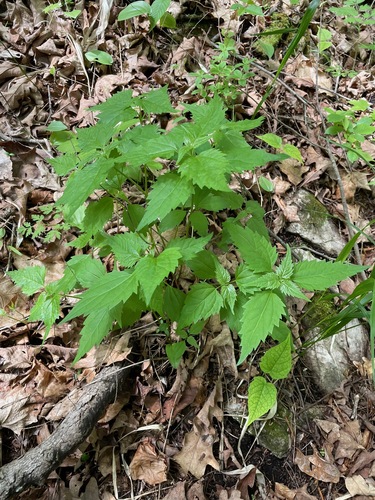 Ageratina altissima