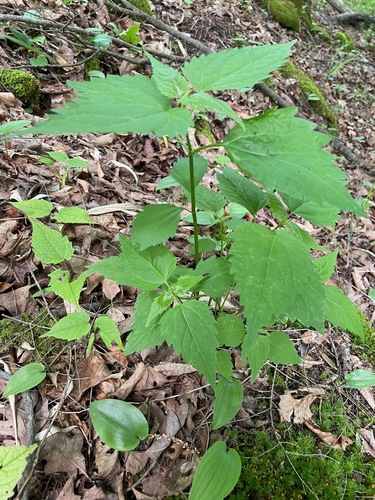 Ageratina altissima