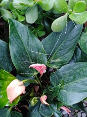 Anthurium andraeanum