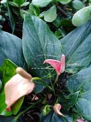 Anthurium andraeanum