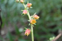 Echeveria bicolor