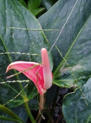 Anthurium andraeanum