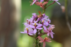 Epidendrum arachnoglossum