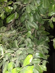 Melicoccus oliviformis