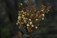 Clethra fimbriata