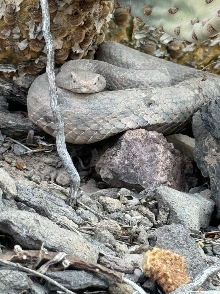 Rock Rattlesnake from Tlahualilo, Dgo., MX on May 28, 2024 at 06:56 AM ...