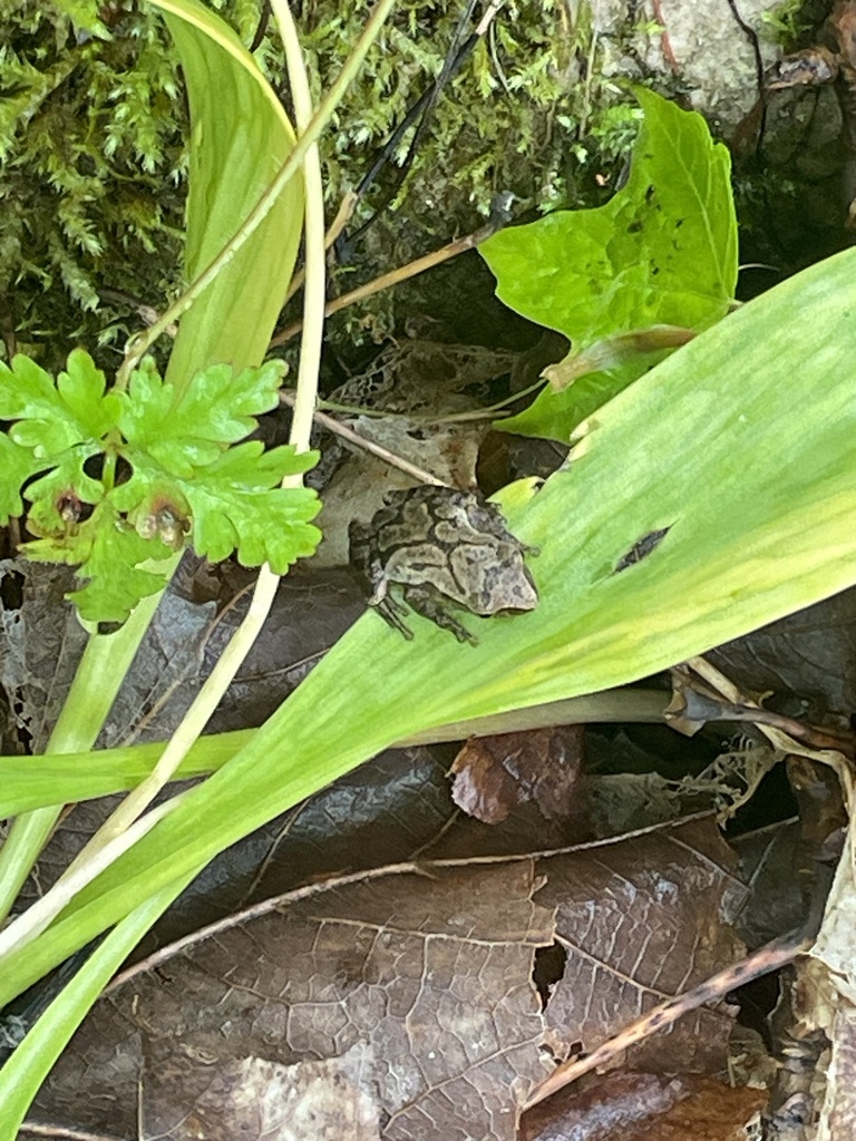 Spring Peeper from Little Cove Provincial Park, Northern Bruce ...