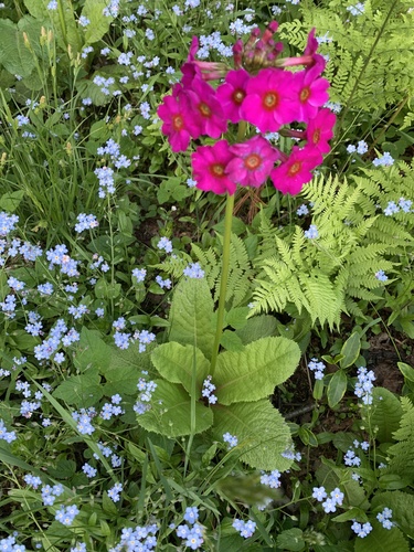 Japanese primrose (Primula japonica)