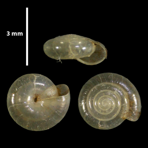 Cristalline méridionale
