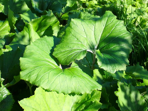 Petasites kablikianus (Petasites kablikianus)