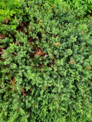Juniperus rigida conferta