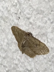 Mallocera amazonica