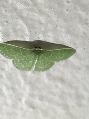Mallocera amazonica
