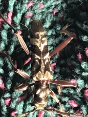 Mallocera amazonica