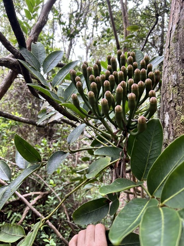 Polyscias waimeae observed 2024-05-22