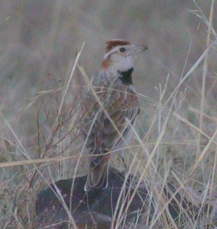 Mongolian Lark