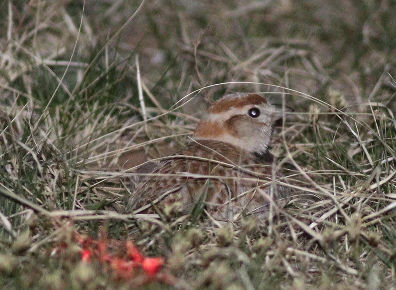 Mongolian Lark