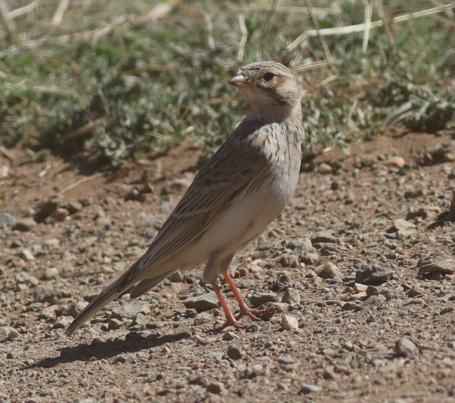 Asian Short-toed Lark