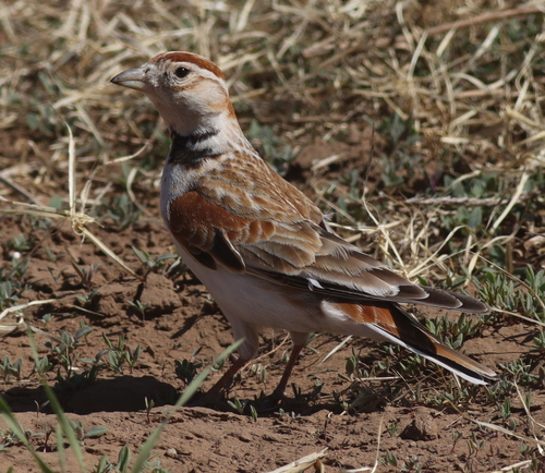 Mongolian Lark (Melanocorypha mongolica), photo 7