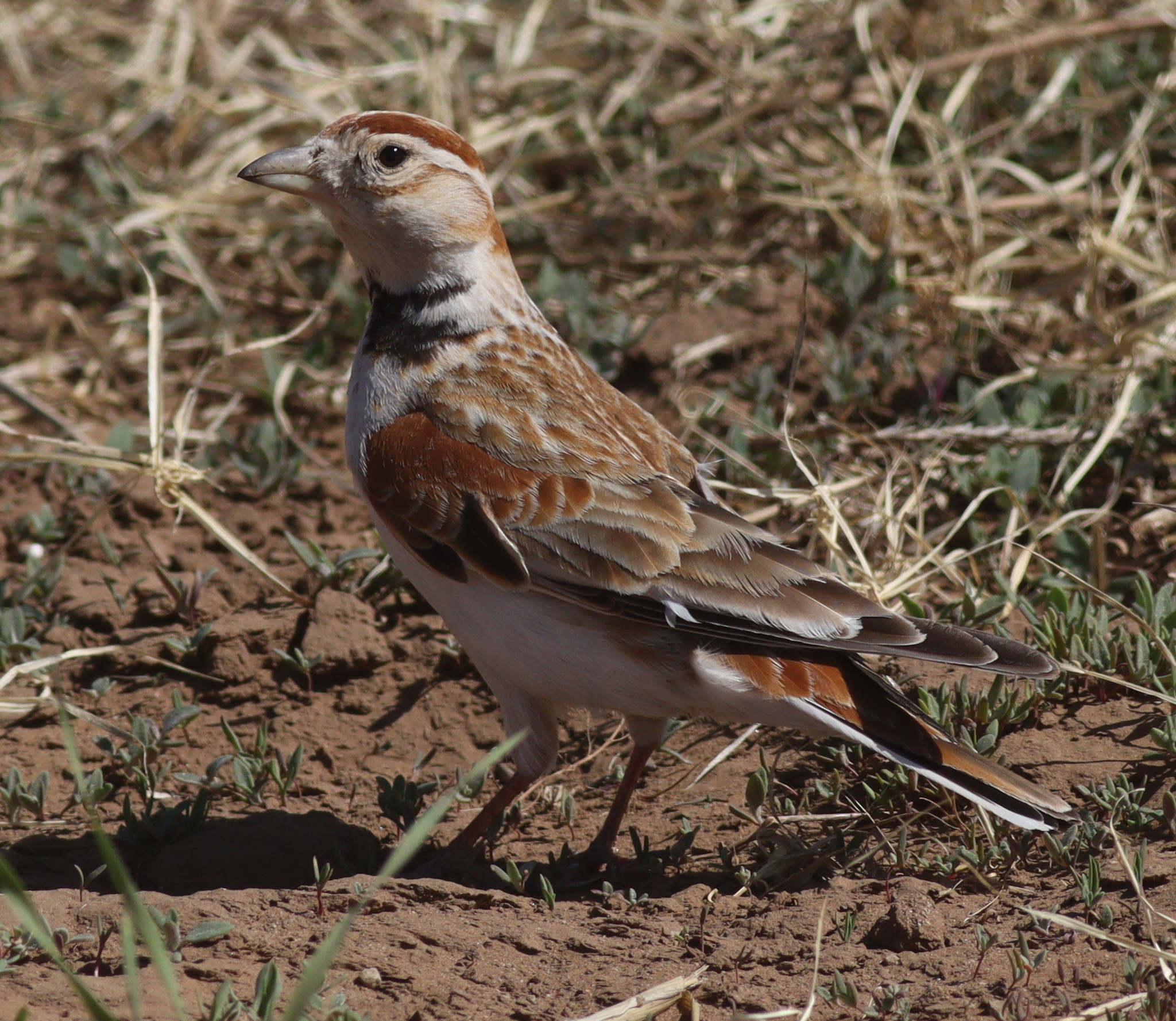 Mongolian Lark
