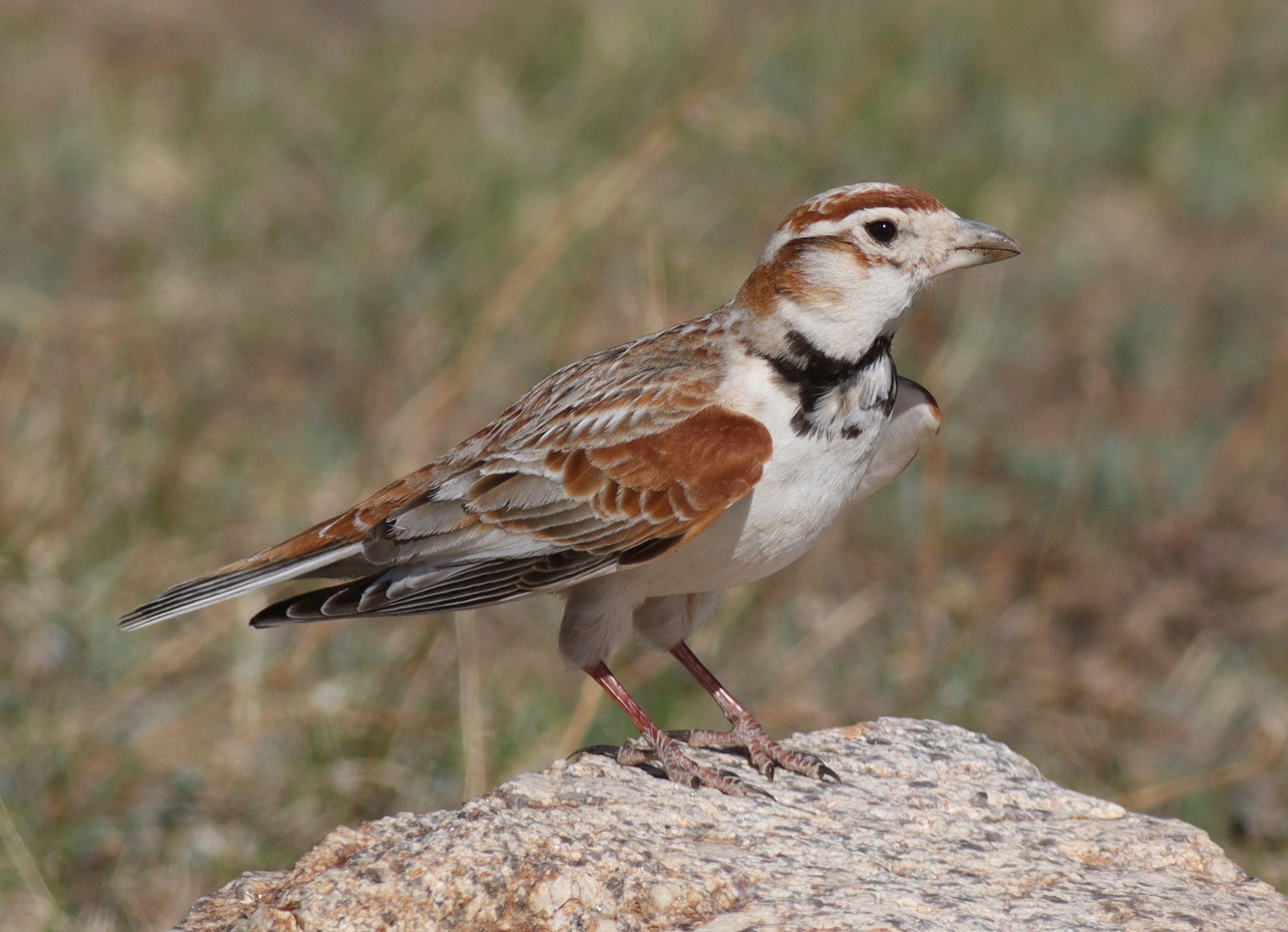 Mongolian Lark