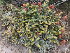 Acmispon dendroideus